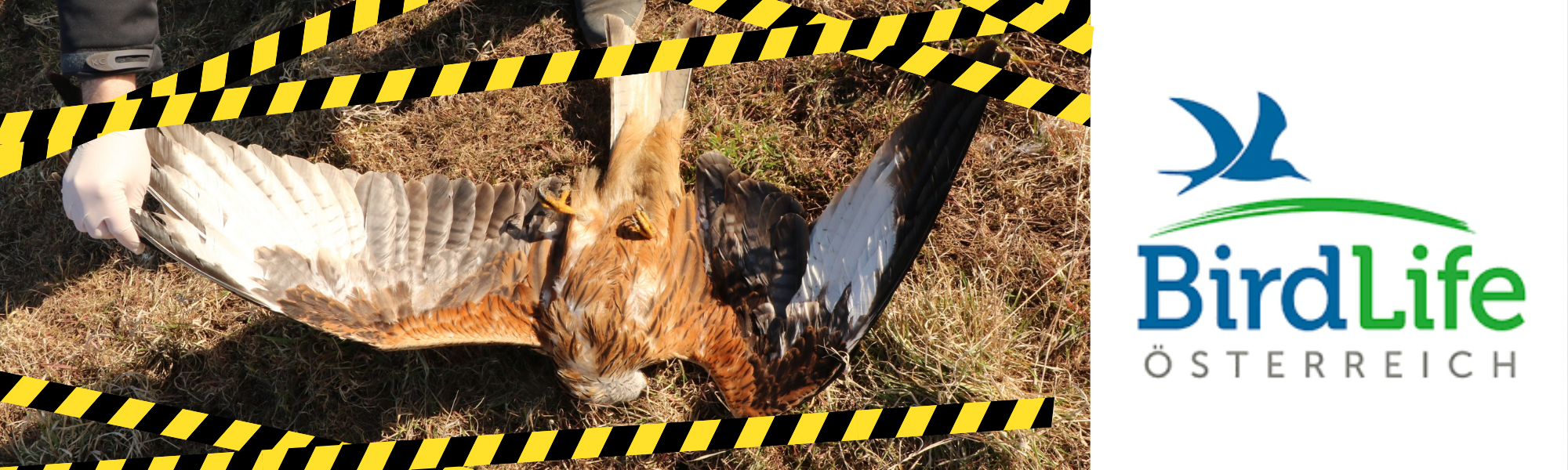 Hybridvortrag: BirdLife Österreich – Artenschutz im Spannungsfeld von Zivilgesellschaft, NGO und Behörden: Das kooperative Potenzial am Beispiel von wildLIFEcrime