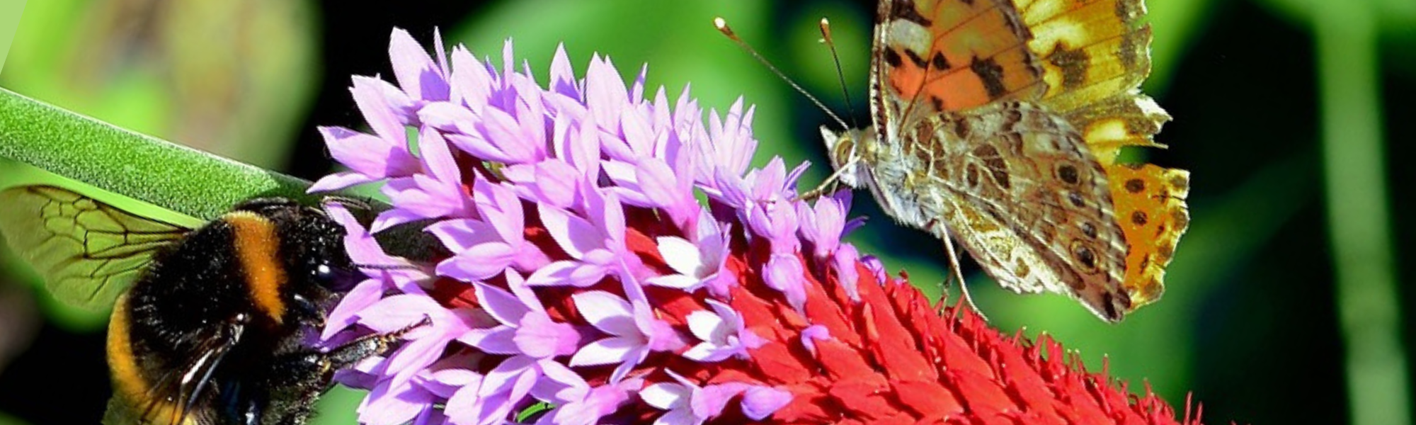 Hybrid-Vortrag: Monitoring bei Tagfaltern und Hummeln – Citizen Science Projekte im Naturschutz